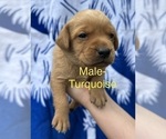 Small #2 Labrador Retriever