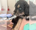 Small Photo #43 Aussiedoodle Puppy For Sale in LONGWOOD, FL, USA