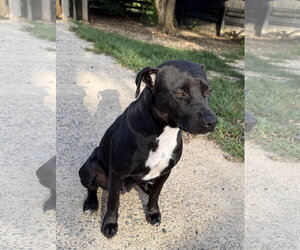 Mutt Dogs for adoption in Woodbury, NY, USA