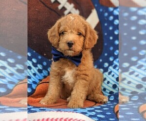 Labradoodle-Poodle (Miniature) Mix Puppy for sale in KIRKWOOD, PA, USA