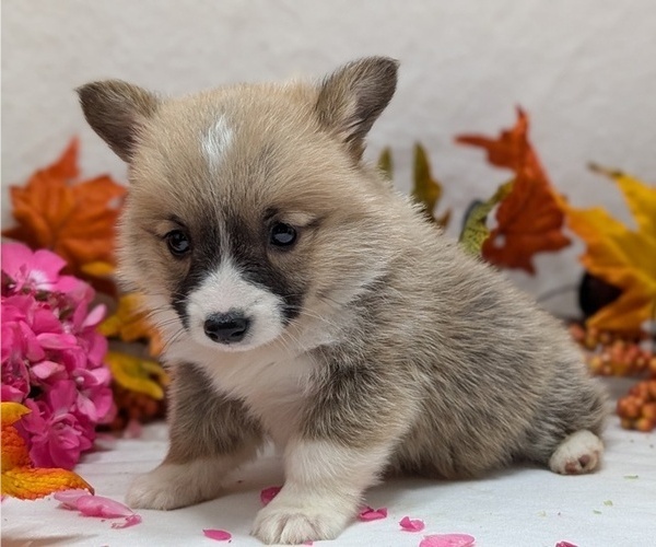 Medium Photo #7 Pembroke Welsh Corgi Puppy For Sale in GOSHEN, IN, USA