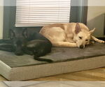 Small #9 Australian Kelpie-Labrador Retriever Mix
