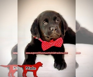 Labrador Retriever Puppy for sale in APACHE JUNCTION, AZ, USA