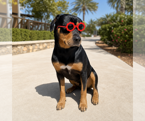 Medium Photo #2 Rottweiler Puppy For Sale in Menifee, CA, USA