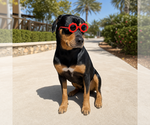 Small #1 Rottweiler