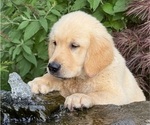 Small Photo #22 English Cream Golden Retriever Puppy For Sale in DAWSONVILLE, GA, USA