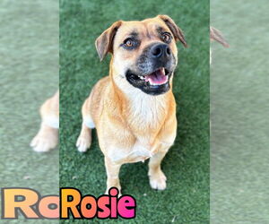 Mutt Dogs for adoption in Woodbury, NY, USA