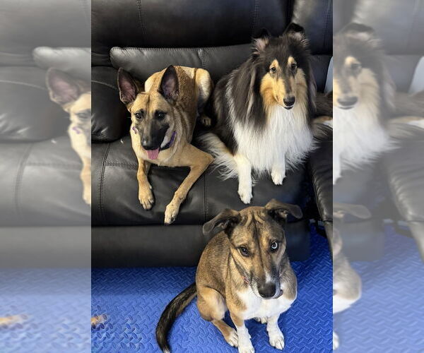 Medium Photo #5 Mutt Puppy For Sale in Imlay City, MI, USA