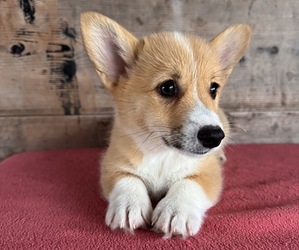 Pembroke Welsh Corgi Puppy for sale in VERMONTVILLE, MI, USA