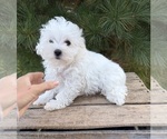 Fenton - Male Maltese Puppy for Sale - Photo #5