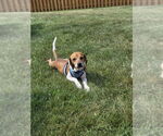 Small Photo #6 Beagle-Unknown Mix Puppy For Sale in Mundelein, IL, USA