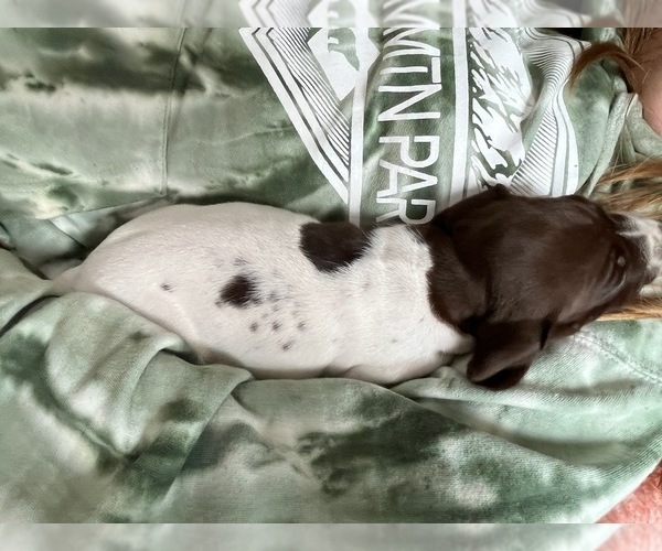 Medium Photo #7 German Shorthaired Pointer Puppy For Sale in LEONARD, TX, USA