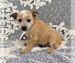 Puppy 1 Australian Cattle Dog