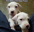 Small Photo #247 Dogo Argentino Puppy For Sale in JANE, MO, USA