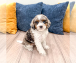 Small #4 Cavapoo (Miniature)