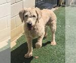 Small #1 Labradoodle