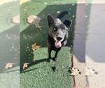 Small #1 German Shepherd Dog Mix