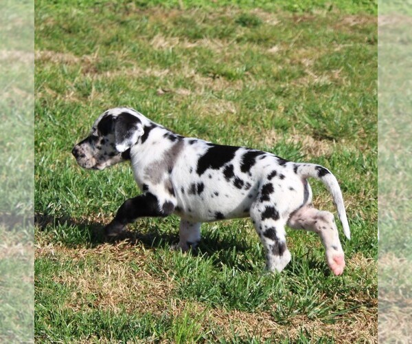 Medium Photo #5 Great Dane Puppy For Sale in LITITZ, PA, USA