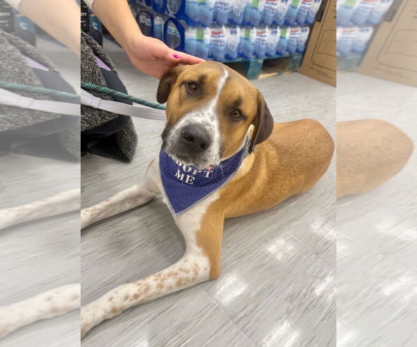Medium Photo #1 Retriever -Unknown Mix Puppy For Sale in GILBERTS, IL, USA