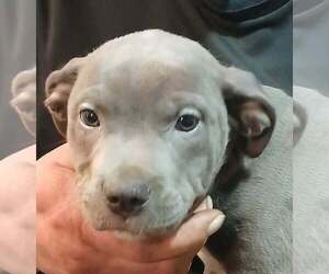 American Pit Bull Terrier-Cane Corso Mix Puppy for sale in LAKE STEVENS, WA, USA