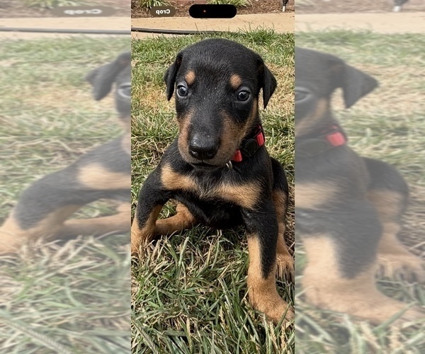 Medium Photo #1 Doberman Pinscher Puppy For Sale in GREENWOOD, SC, USA