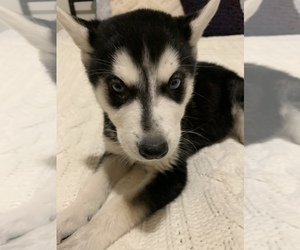 Siberian Husky Puppy for sale in ATL, GA, USA