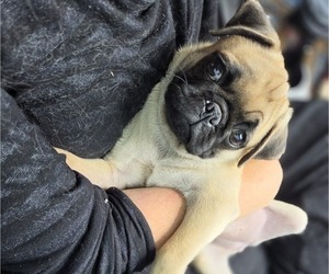 Pug Puppy for sale in BRIDGETOWN, OH, USA
