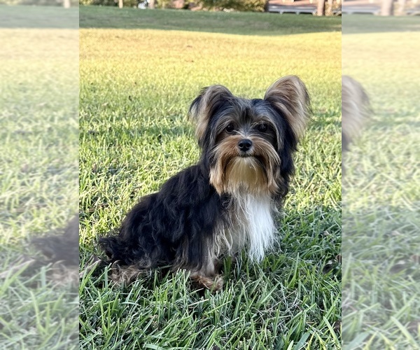 Medium Photo #5 Yorkshire Terrier Puppy For Sale in BRANDON, MS, USA