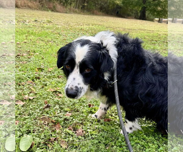 Medium Photo #1 Border Collie-Unknown Mix Puppy For Sale in Sparta, TN, USA