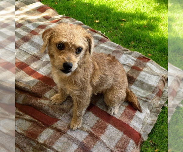 Medium Photo #1 Mutt Puppy For Sale in Vail, AZ, USA