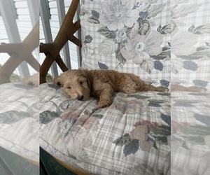 Goldendoodle Puppy for sale in SATSUMA, FL, USA