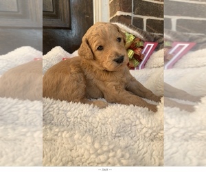 Labradoodle Puppy for sale in TOMBALL, TX, USA