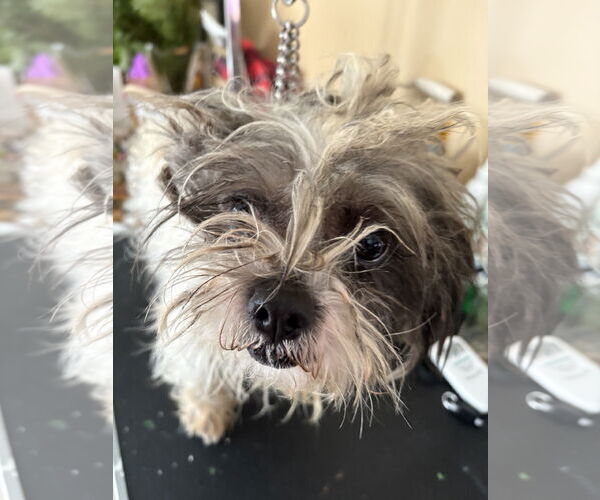 Medium Photo #4 Shih Tzu Puppy For Sale in Wheaton, IL, USA