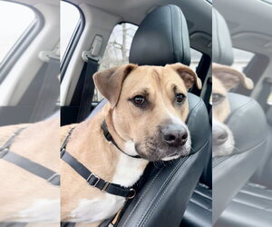 Chance (Cherry Litter) - Male American Staffordshire Terrier-Labrador Retriever Mix Dog for Adoption - Photo #16