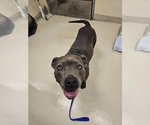 Medium Photo #1 Mutt Puppy For Sale in Fremont, CA, USA