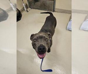 Mutt Dogs for adoption in Fremont, CA, USA