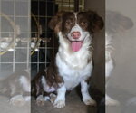 Millie - Female Australian Shepherd-Unknown Mix Dog for Adoption - Small photo