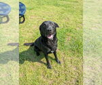 Small #1 Labrador Retriever Mix