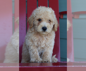 Goldendoodle (Miniature) Puppy for sale in ITASCA, TX, USA