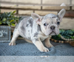 Small #2 French Bulldog