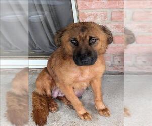 German Shepherd Dog-Unknown Mix Dogs for adoption in Conroe, TX, USA