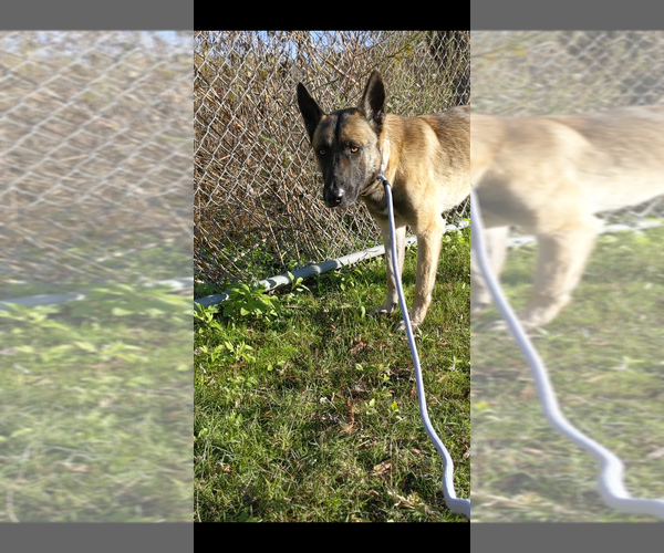 Medium Photo #5 Mutt Puppy For Sale in Imlay City, MI, USA