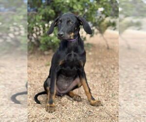 Doberman Pinscher-Labrador Retriever Mix Dogs for adoption in PIPE CREEK, TX, USA