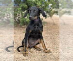 Small Doberman Pinscher-Labrador Retriever Mix