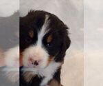 Small Photo #12 Bernese Mountain Dog Puppy For Sale in MEMPHIS, MO, USA