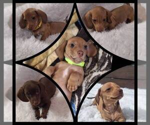 Dachshund Puppy for sale in TWENTYNINE PALMS, CA, USA