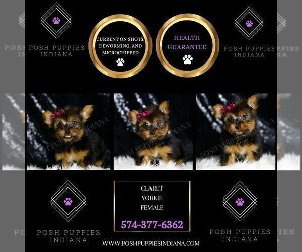 Medium Photo #6 Yorkshire Terrier Puppy For Sale in WARSAW, IN, USA