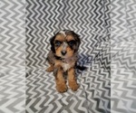 Small #1 Cavapoo