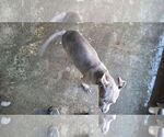 Small #1 American Pit Bull Terrier Mix