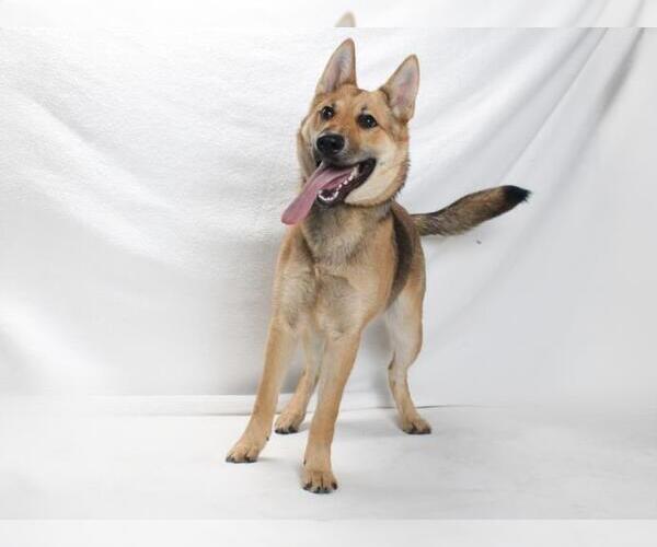 Medium Photo #1 German Shepherd Dog Puppy For Sale in Burbank, CA, USA